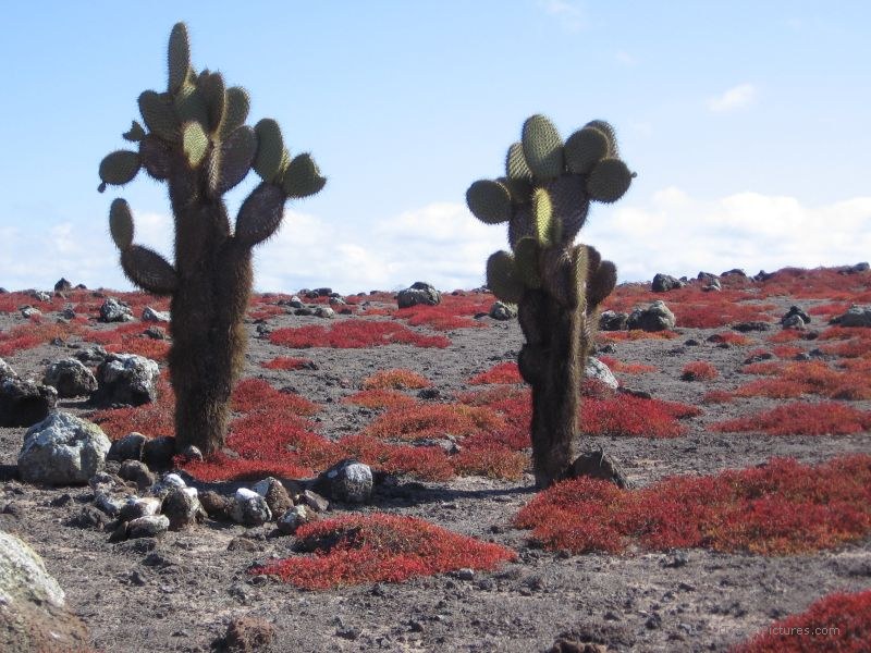 cacti cactus